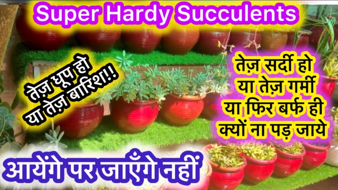 Super Hardy Succulents|तेज धूप और बारिश में भी चलेंगे ये Permanent Succulents |Part-1