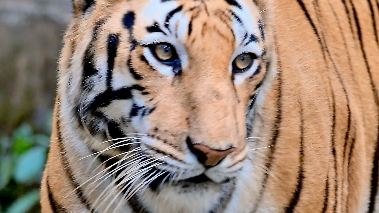 A day with Tiger in Ormanjhi Park Ranchi | Birsa munda zoological park tiger #tiger #wildlife 