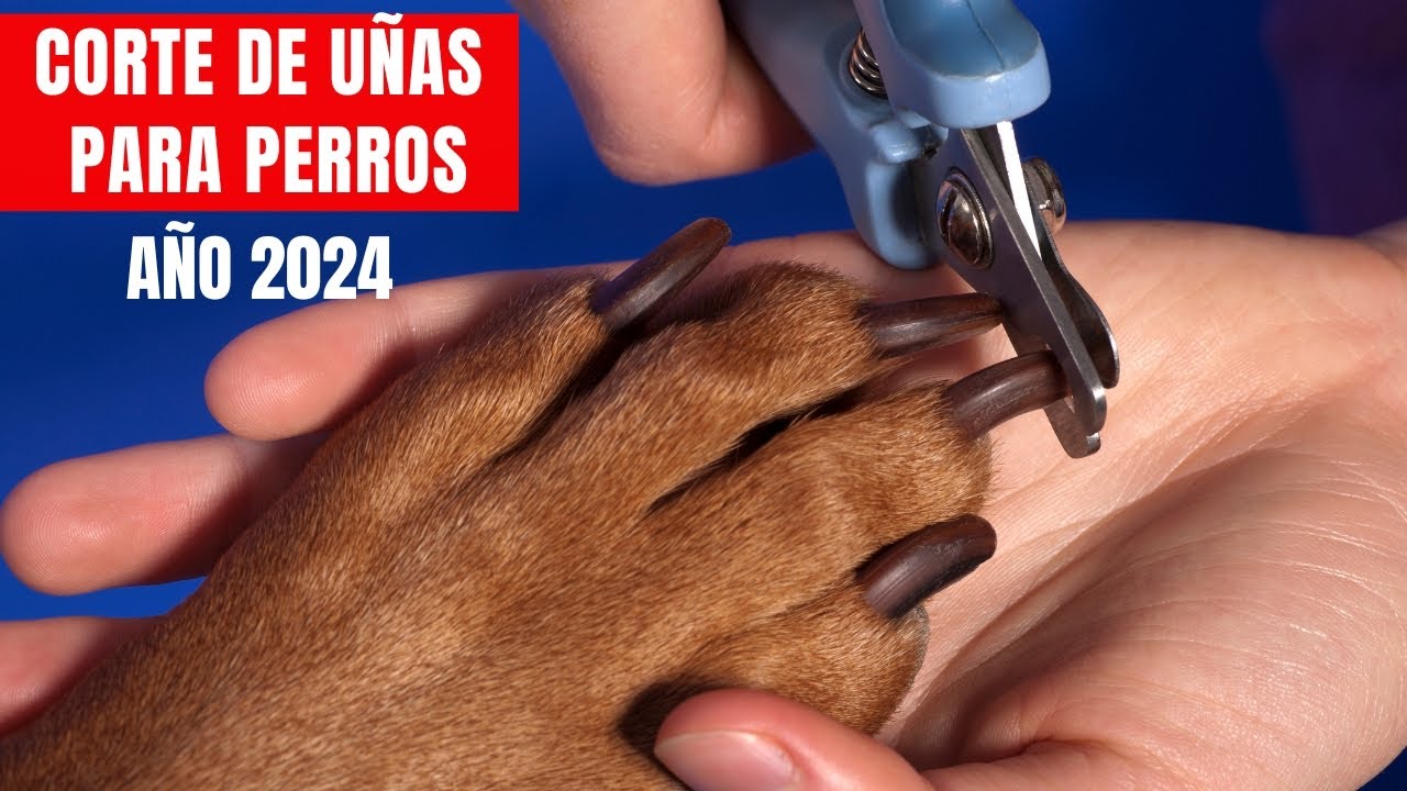 ¿Cómo cortar las uñas de mi perro en casa?  PASO A PASO 🐾✂️🐶👀
