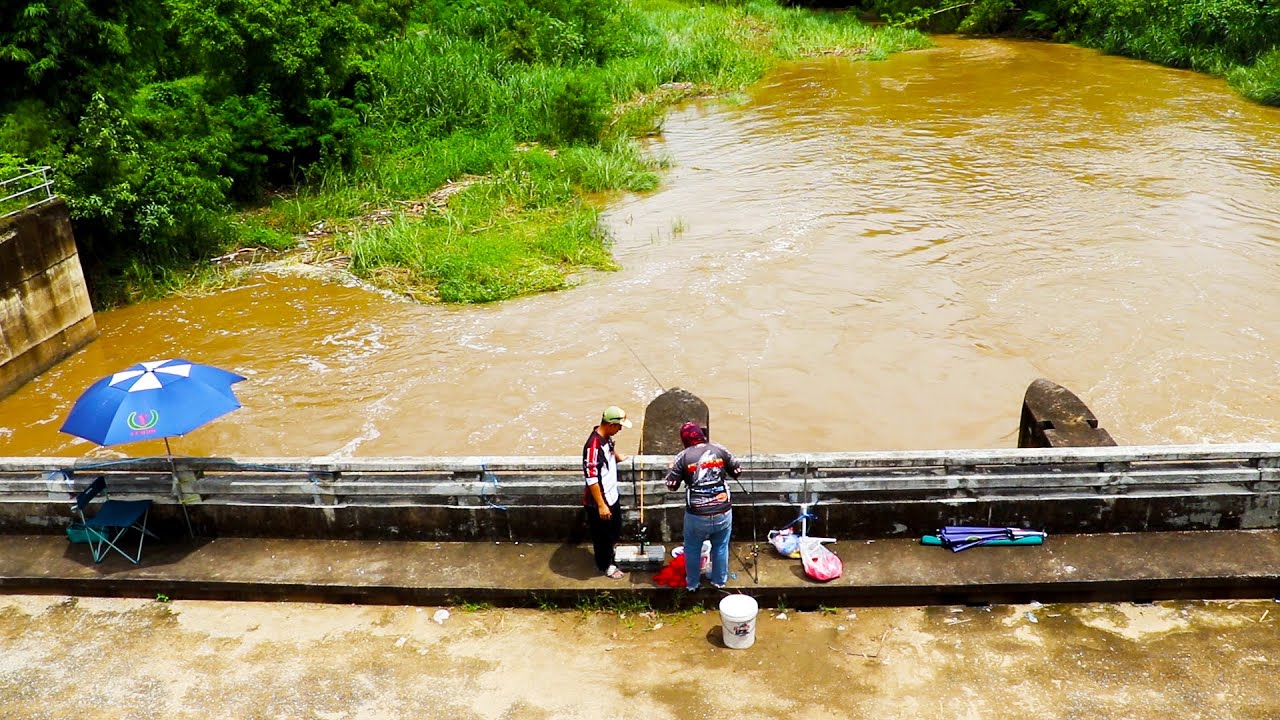 อ่อยเหยื่อ บอมๆ ล่อปลากดหลังฝาย ไปทำเมนูคลาสสิก P.Nu Fishing