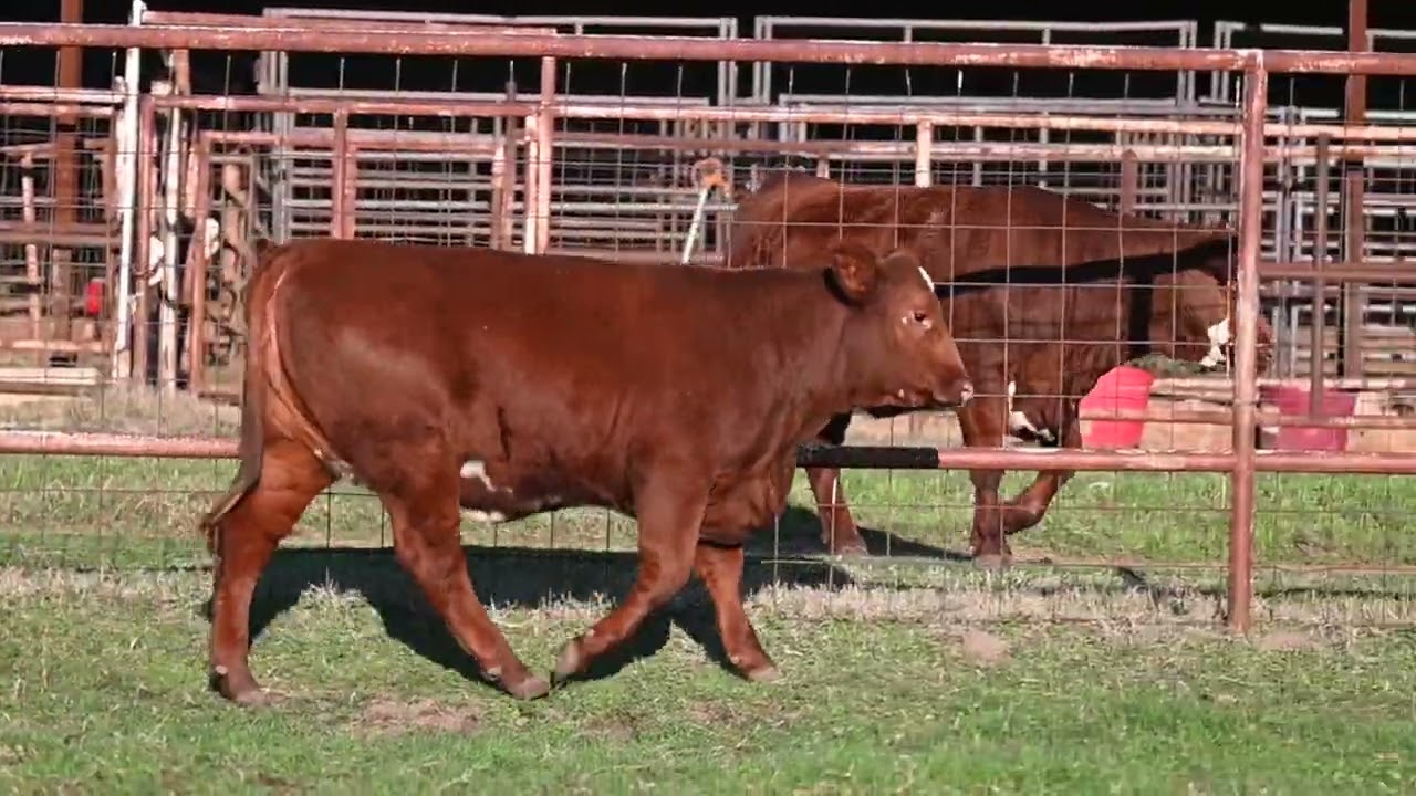 Lot8 Pitchford 1162