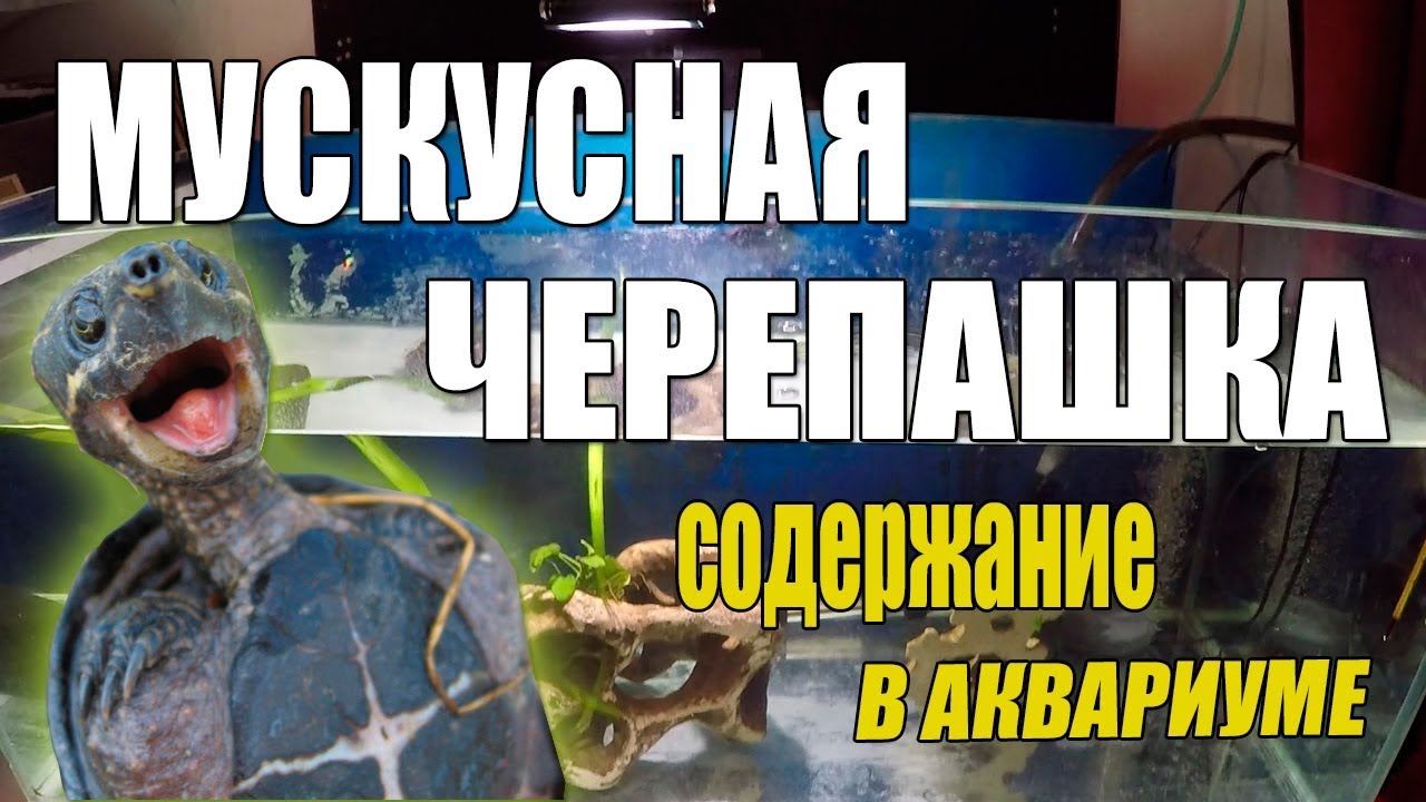 Мускусная черепаха коротко о содержании