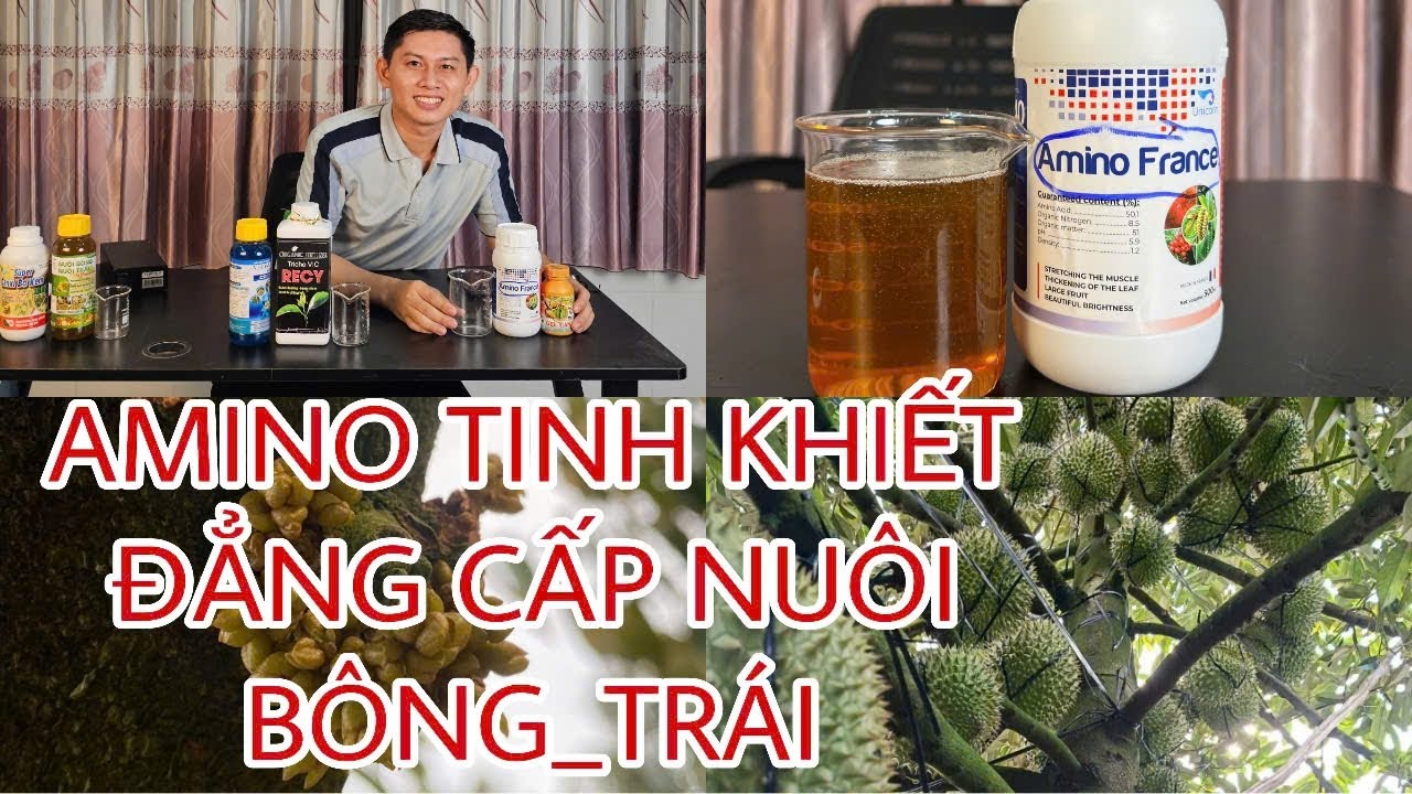Amino Tinh Khiết_Pháp/ Đẳng cấp nuôi bông_nuôi trái Xanh_Sáng_Đẹp.