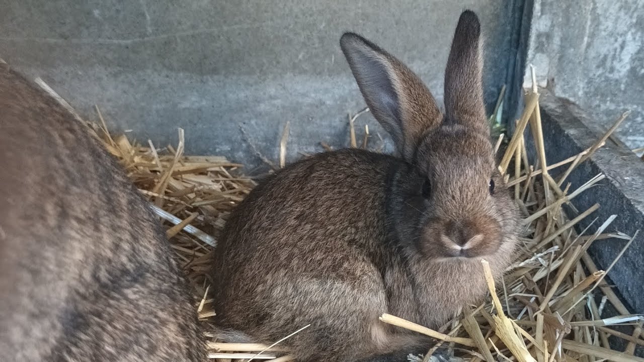 Élever des lapins