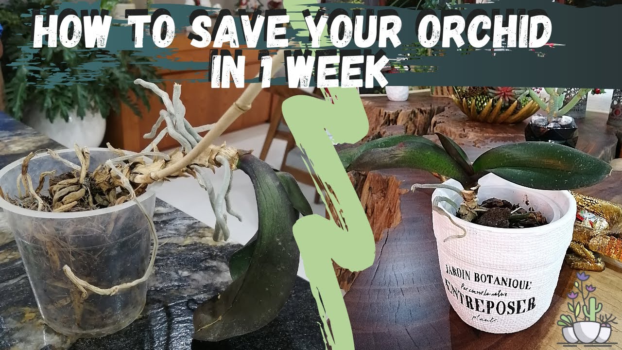 How to save your orchid in 1 week | dehydrated Phalaenopsis