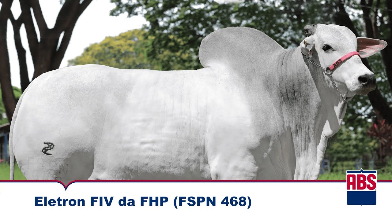 ELETRON FIV DA FHP (FSPN 468) - Touro Nelore ABS