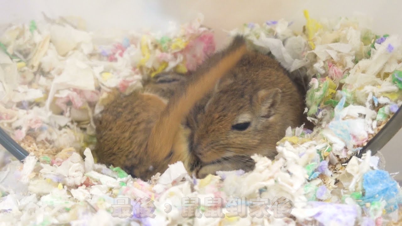 【愛鼠協會小短片】教你如何認養鼠鼠!  可愛鼠鼠正在等你帶回家~  連天竺鼠都能理解的認養步驟教學!(舊認養流程)