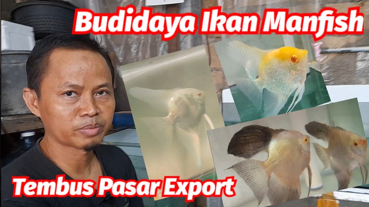 #petani #ikan #hias #manfish #angelfish #kualitas #kontes #lokasi #cirendeu #tangerang #selatan
