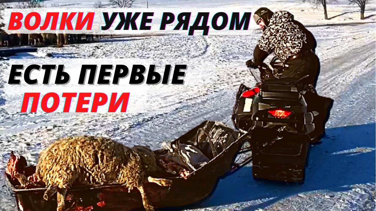 Волки начали нападать на лошадей/Выехали на отстрел волков/Охота на волка 2022