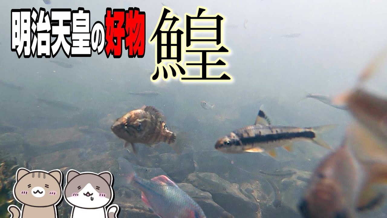 【希少】人生で一度は釣って食べてみたい！天皇の好物魚がまさかの登場！秋の宝石カネヒラを求めて【小物釣り/タナゴ】