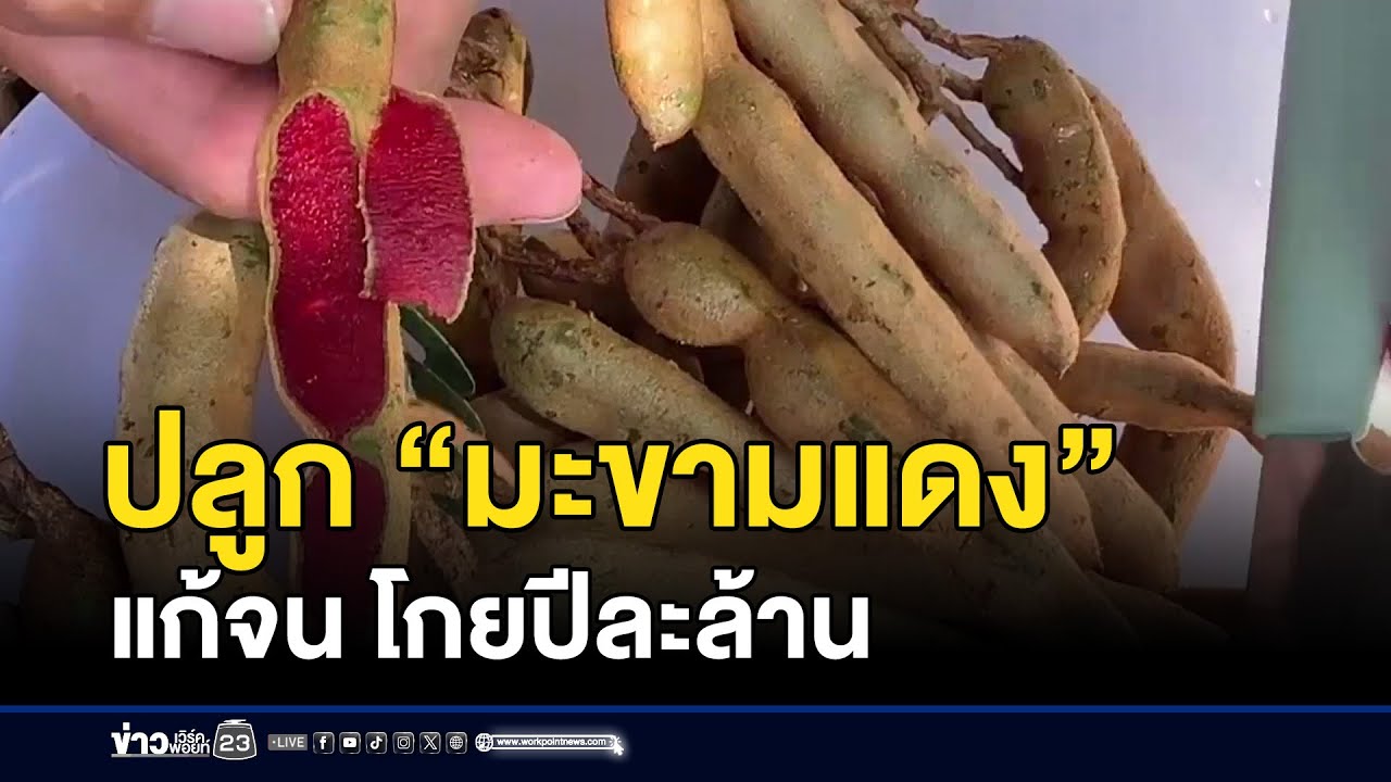 ปลูก “มะขามแดง” แก้จน โกยปีละล้าน | ตลาดข่าว - ข่าวเช้าเวิร์คพอยท์ | 17 ม.ค. 69
