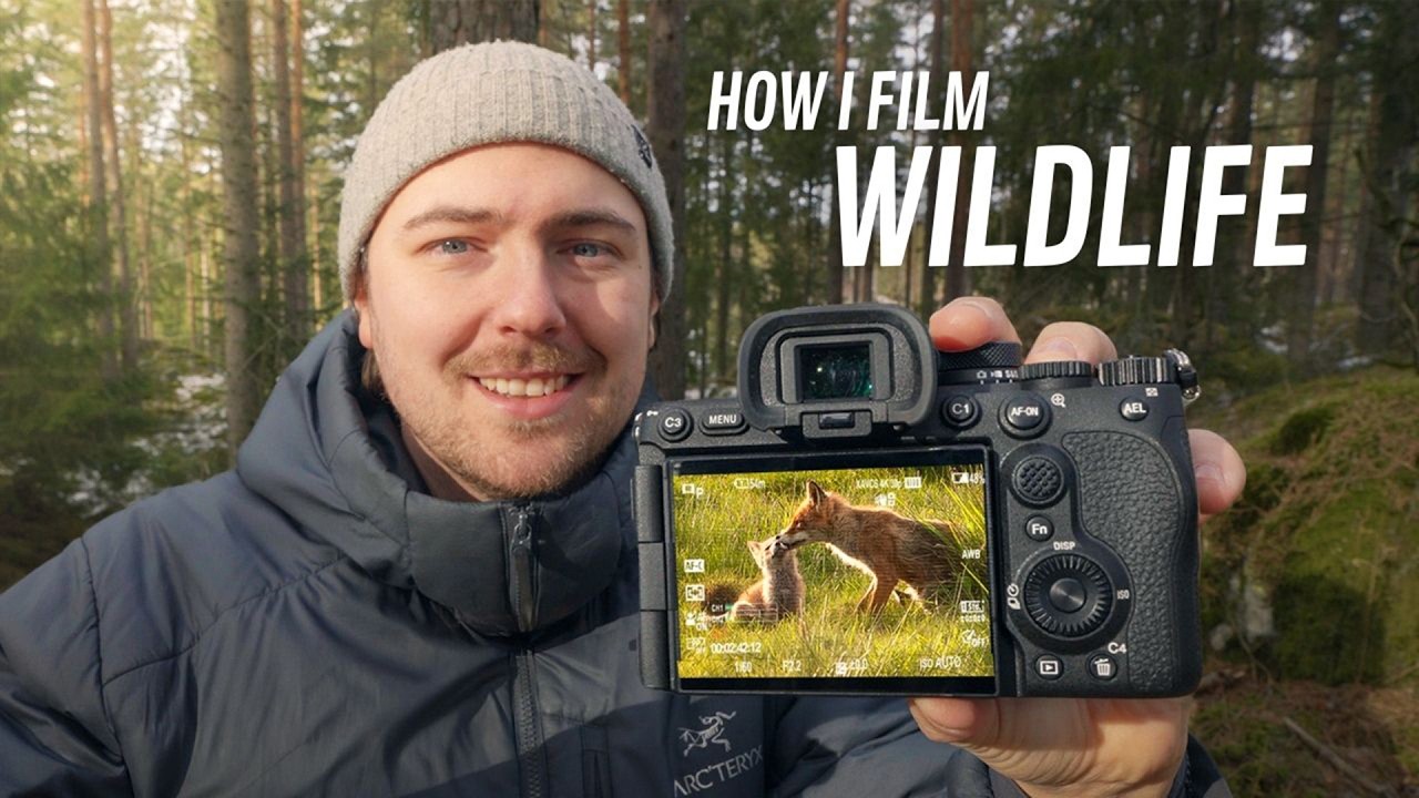 The Exact Settings I Use for Wildlife Video (Sony A7 IV & A6700)