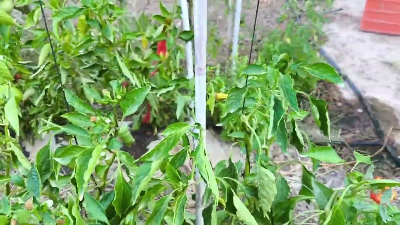 Poda del pimiento para alargar la cosecha ( solo en climas cálidos)