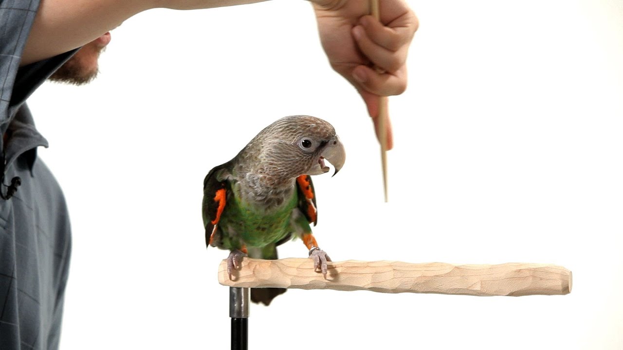 How to Target Train Your Parrot | Parrot Training