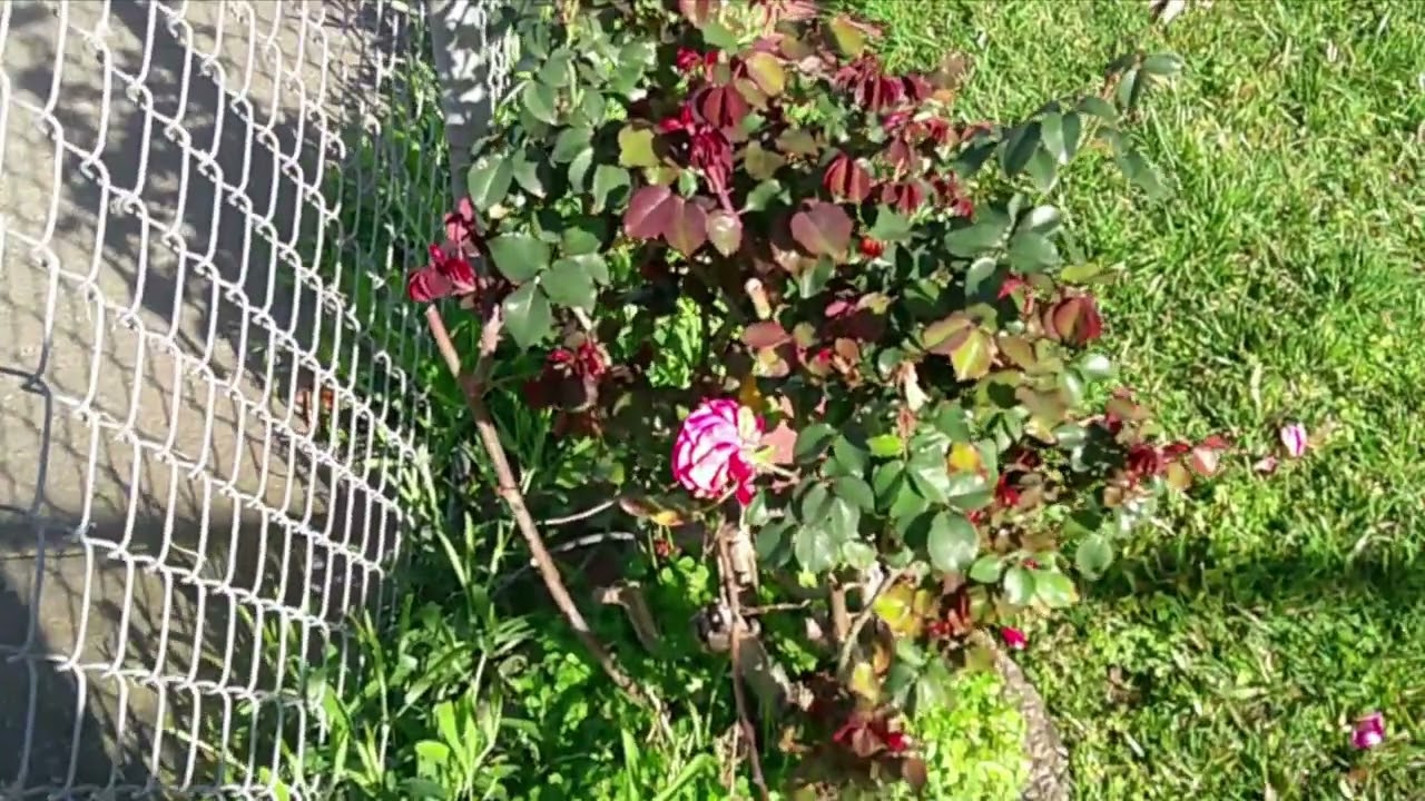 Some Signs Of Spring 2026 2/27/2026