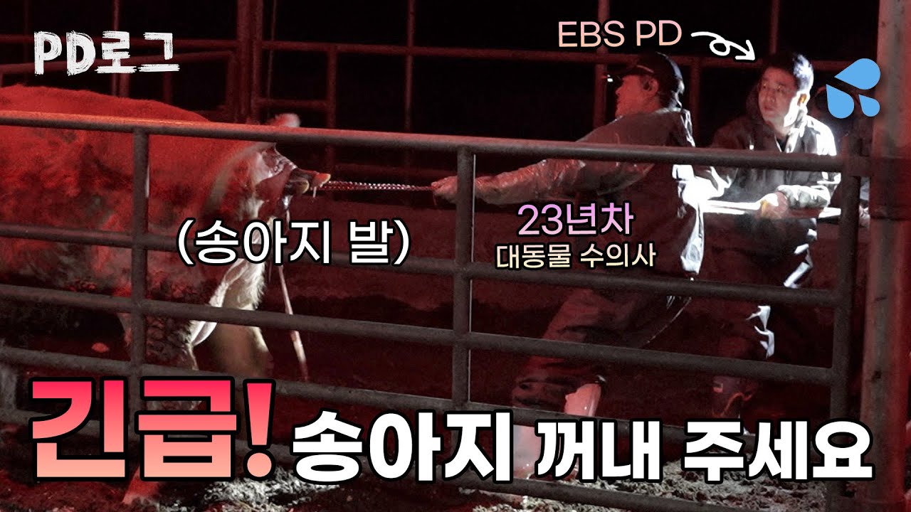 [긴급] 출산 중 송아지가 골반에 걸렸다... 송아지 꺼내 주세요! / PD로그 5화 살리겠소, 대동물 수의사 2/2