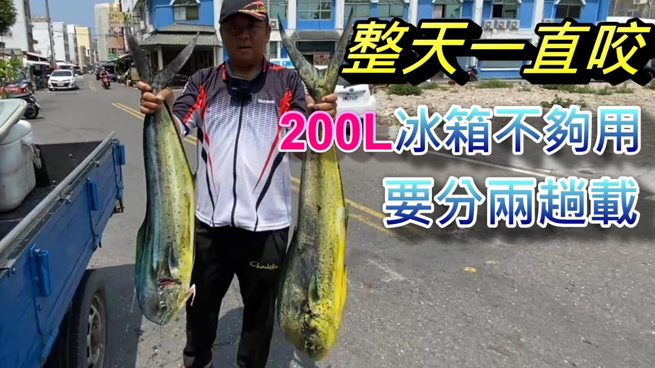 一天350斤的魚獲，拉五尾就喘了，整天瘋狂咬怎麼拉，瘋狂的鬼頭刀
