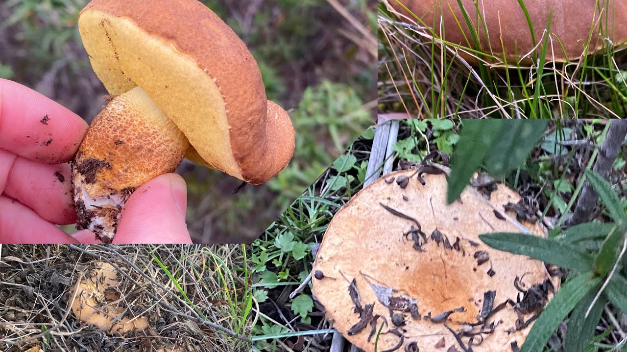 A CACCIA DI FUNGHI INVERNALI: LACTARIUS TESQUORUM & LECCINUM CORSICUM.