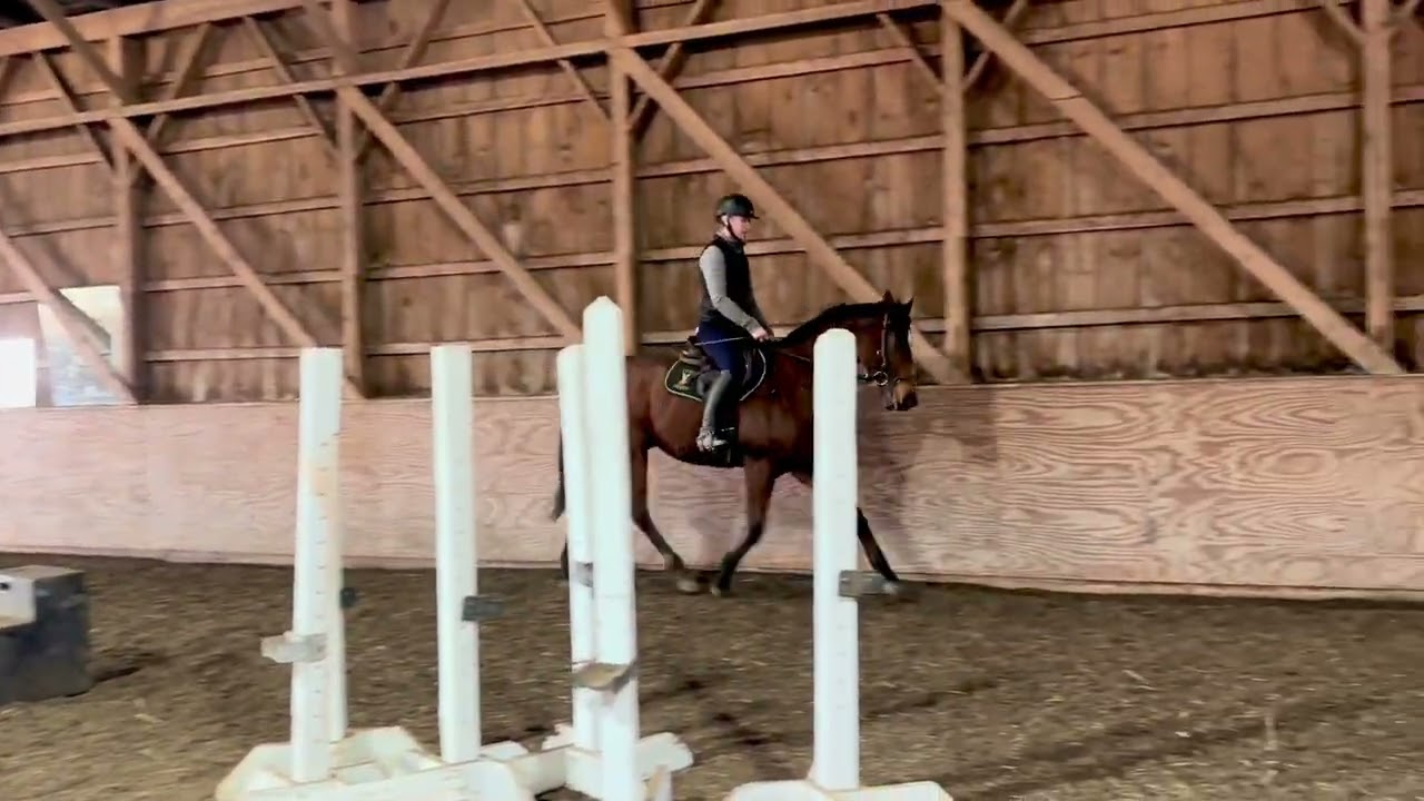 Loggins (Civil Service) 2nd ride post track 16.1h 2019 OTTB gelding 