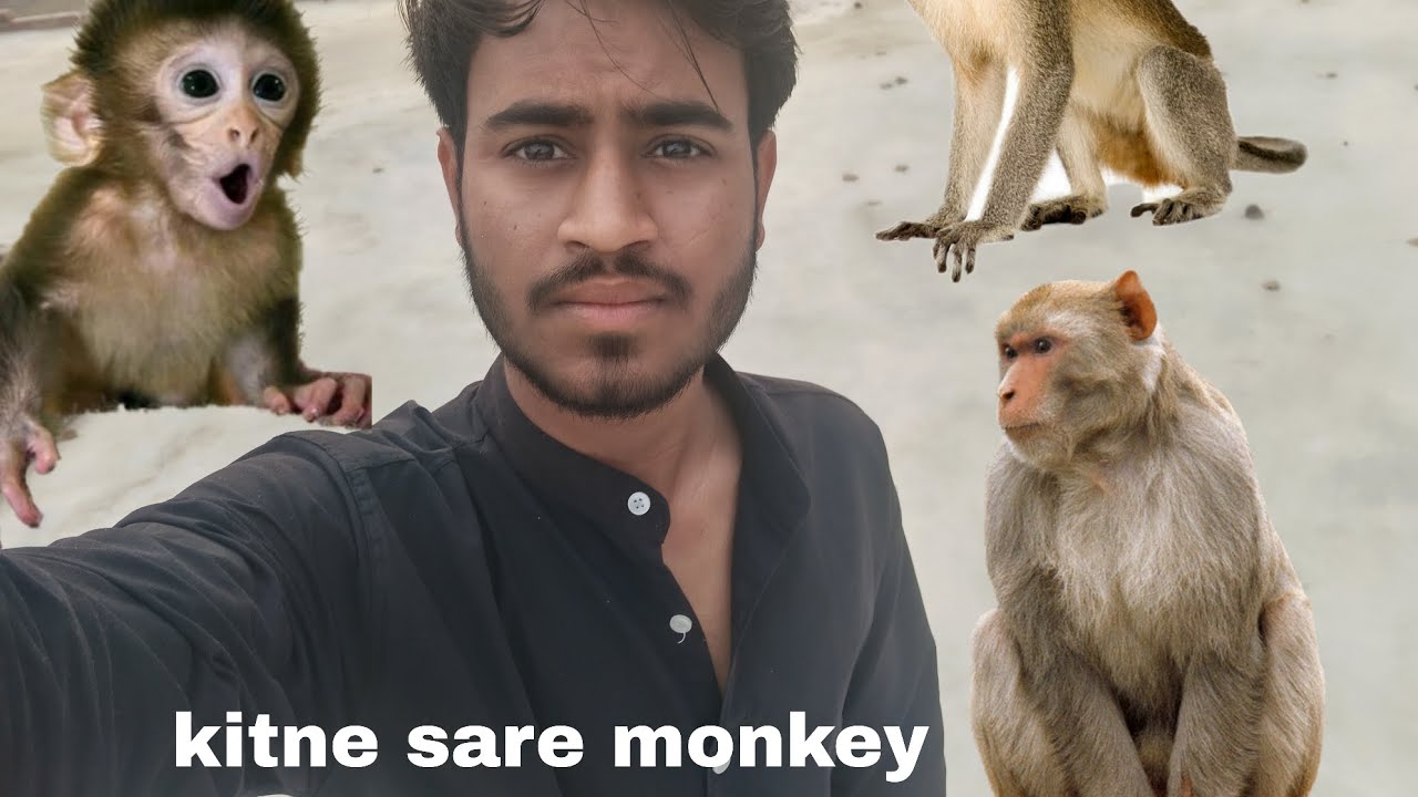 Kitne sare monkey 