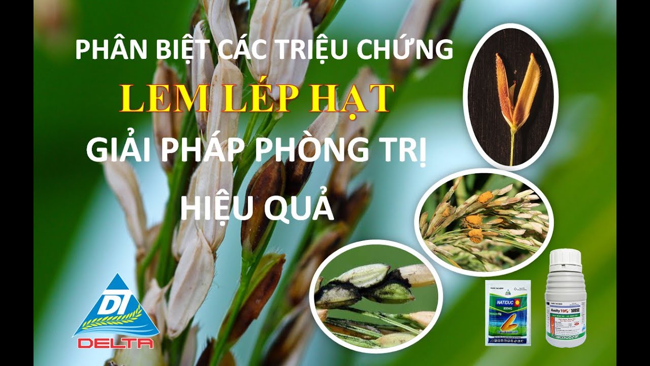 Bệnh lem lép hạt lúa-GIẢI PHÁP PHÒNG TRỊ | BVTV DELTA | DELTA - Kinh Nghiệm Nhà Nông | Delta Cần Thơ