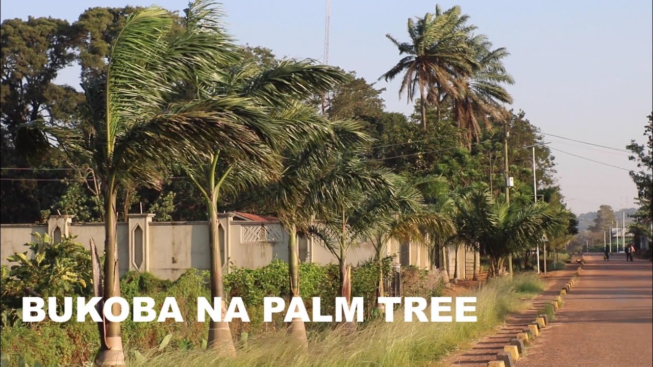 BUKOBA NA PALM TREES/ MWONEKANO MPYA/ UTUNZAJI.