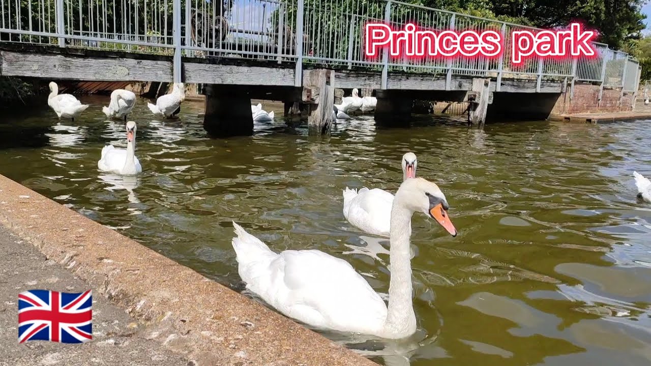 🇬🇧Eastbourne,The amazing princes park   (sailing club, swans)