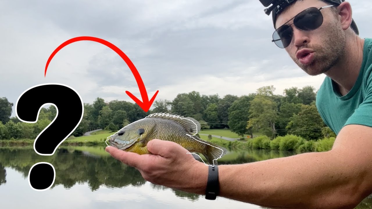Catching WEIRD Panfish and Bass at a SECLUDED Lake! Fishing a New Lake For Multiple Species...
