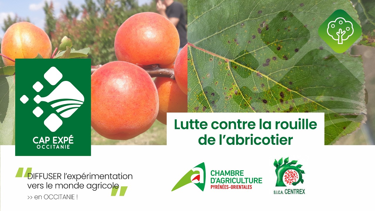 S'adapter face aux bioagresseurs : la lutte contre la rouille de l'abricotier