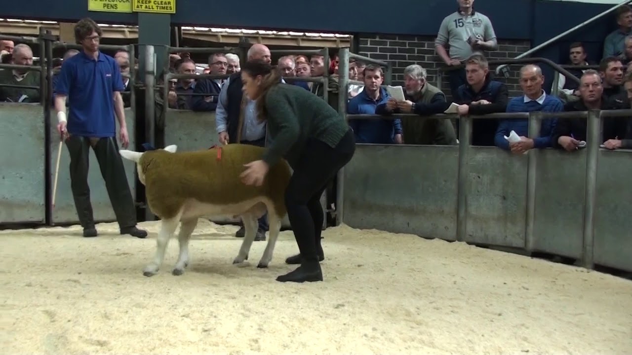 Sportsman Batman 100000gns