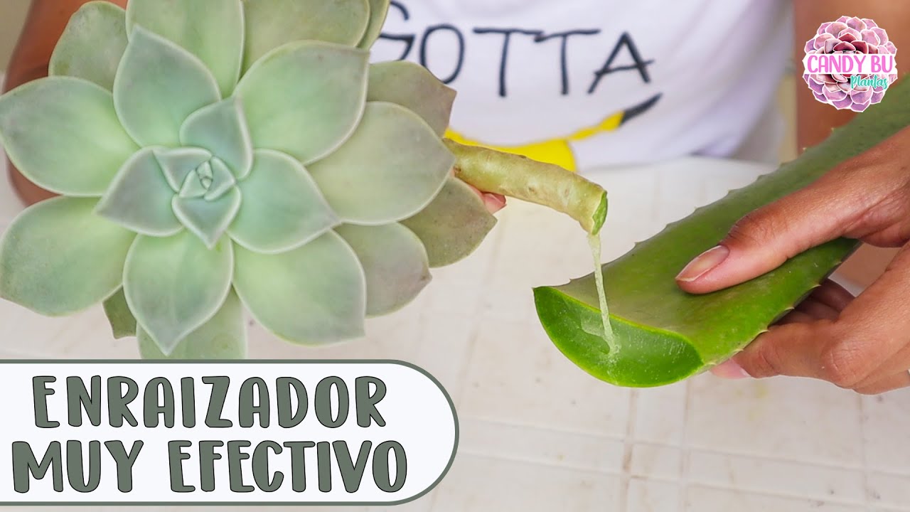 Enraizar cualquier planta con ALOE VERA truco casero muy efectivo │Candy Bu