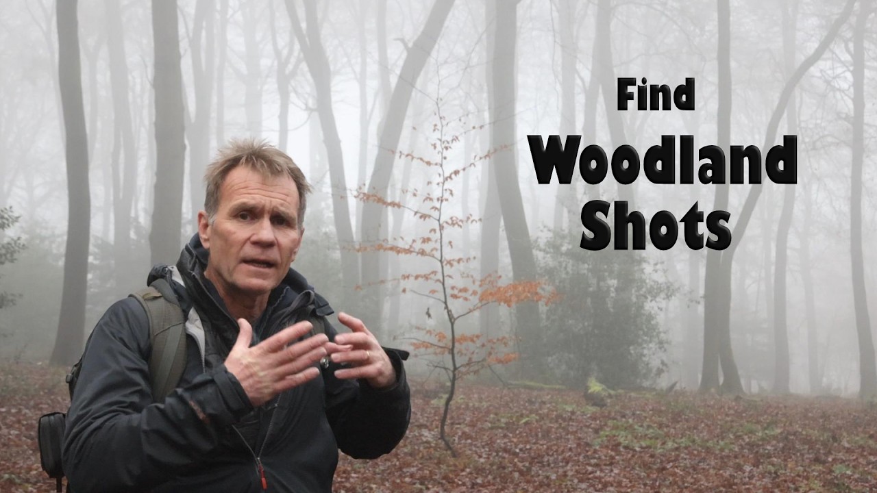 Woodland Photography Composition: Beech Forests in Winter Light (Part 2)