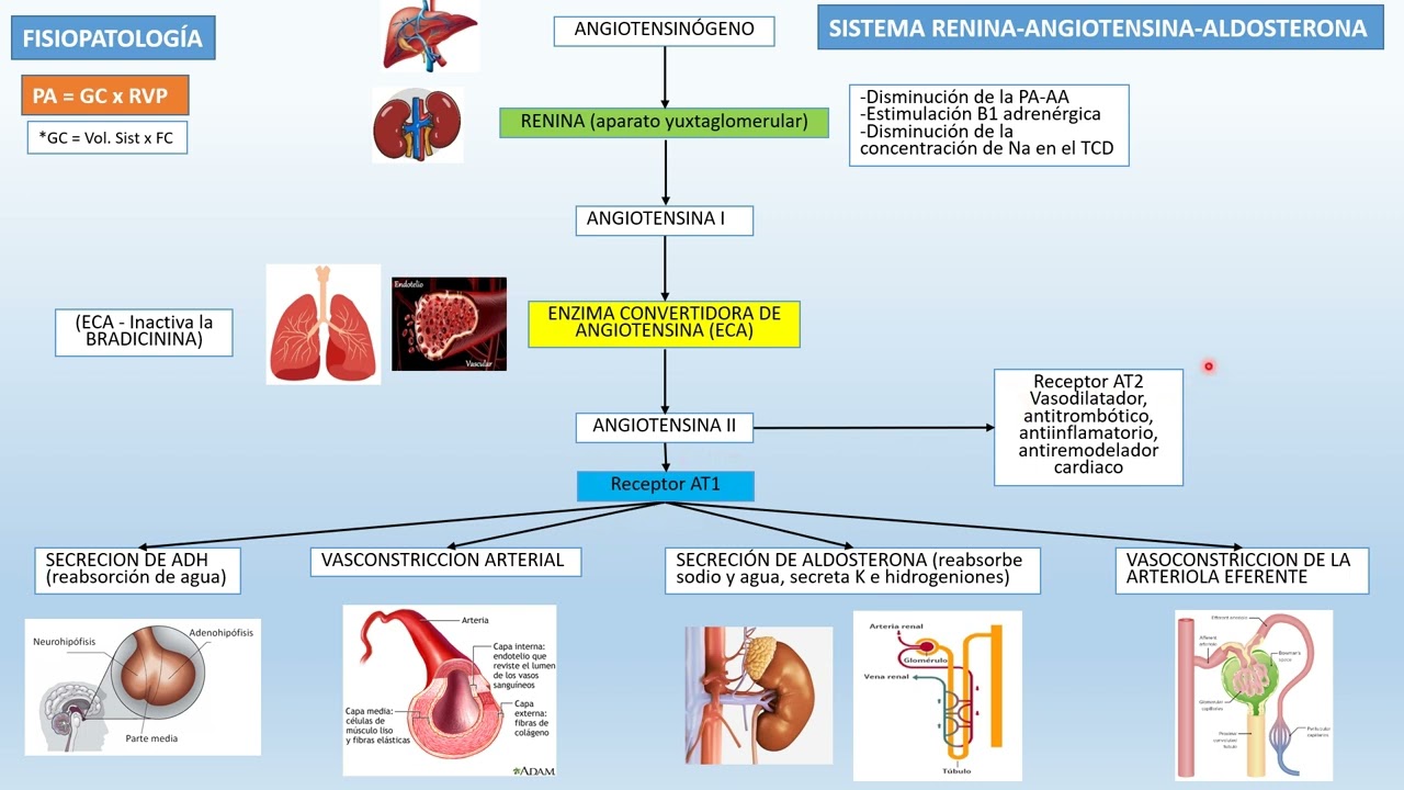 ✅✅SISTEMA RENINA-ANGIOTENSINA-ALDOSTERONA Repaso Rápido