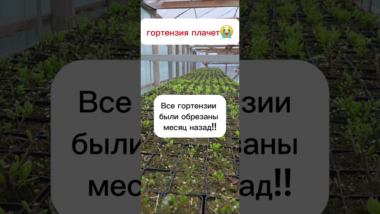 Гортензия плачет #саженцыкрыжовника #саженцыгортензии #саженцыежевики #саженцымалины
