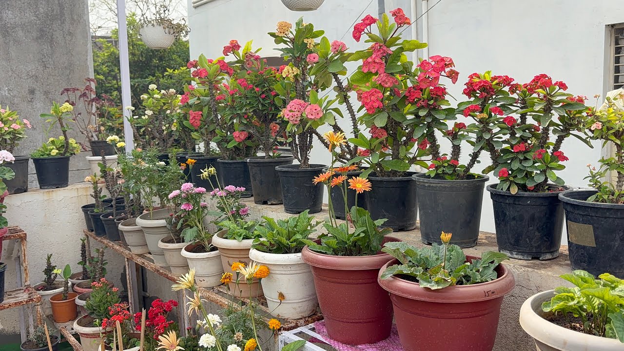 March Terrace Garden Overview ❤️🥰