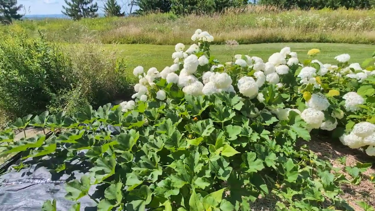 Garden Tour (Day -526)
