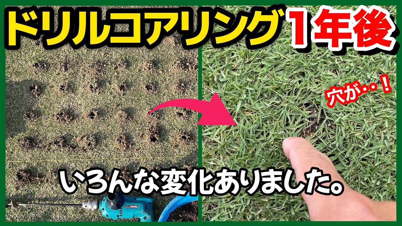 芝生の土壌改良経過報告！ドリルコアリングで不陸修正もできる！？