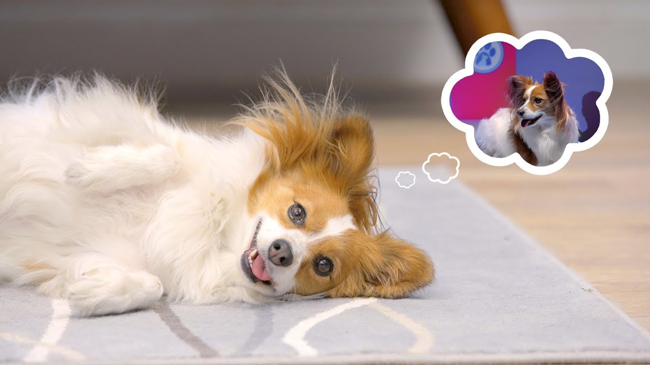 Halo Holistic Dog Food | Chewy
