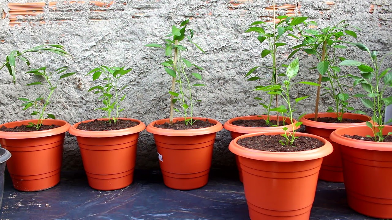 Transplante de pé de pimenta MALAGUETA GIGANTE