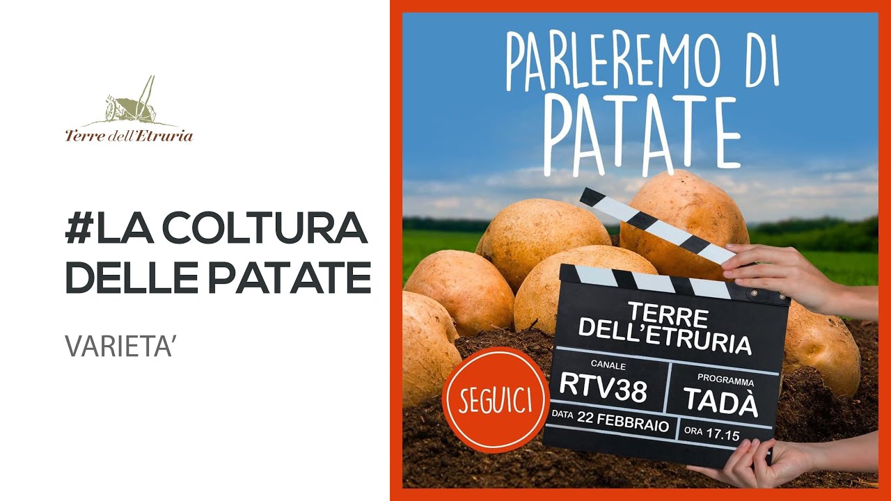 La coltura delle patate - Varietà