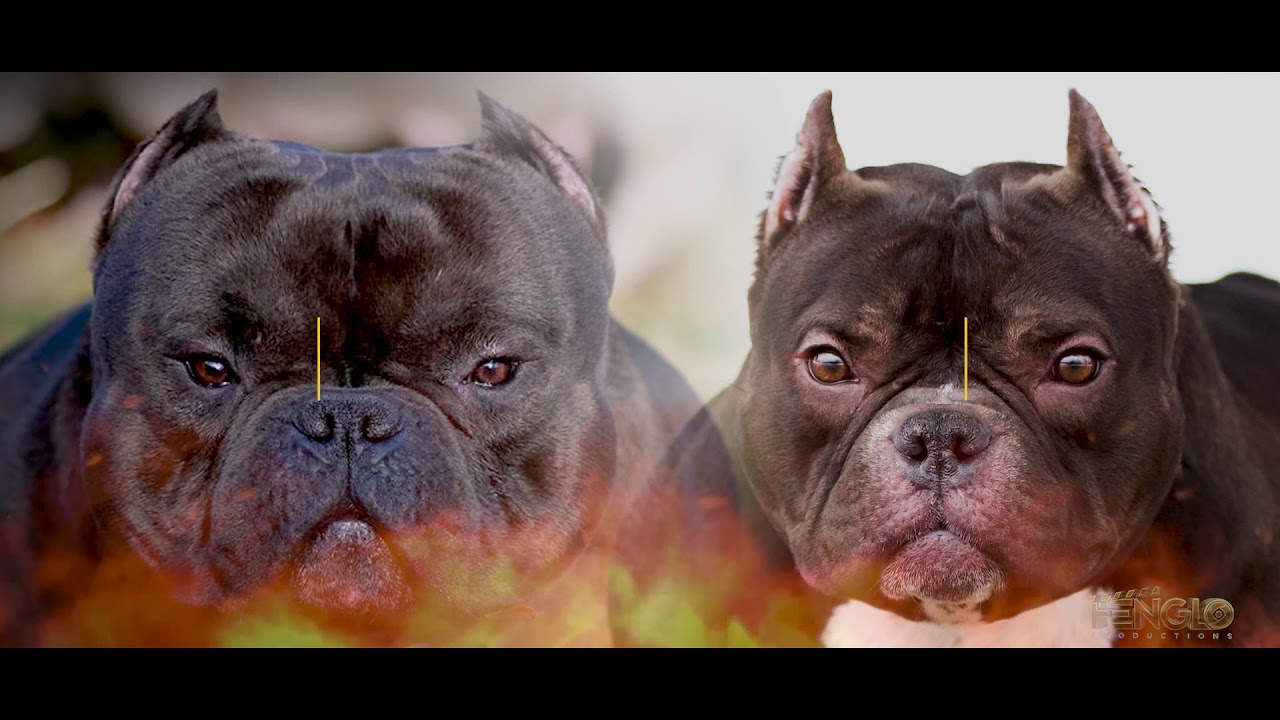 EXCLUSIVE EXOTIC BULLY BREEDING!!!