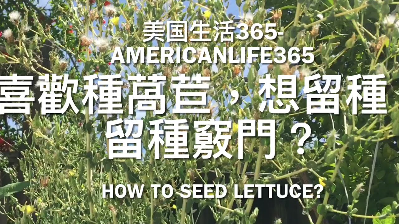 萵苣留種很容易。 介紹一種獲取優質物種種子的方法。Introduce a method for obtaining seeds of high-quality species （Lettuce）