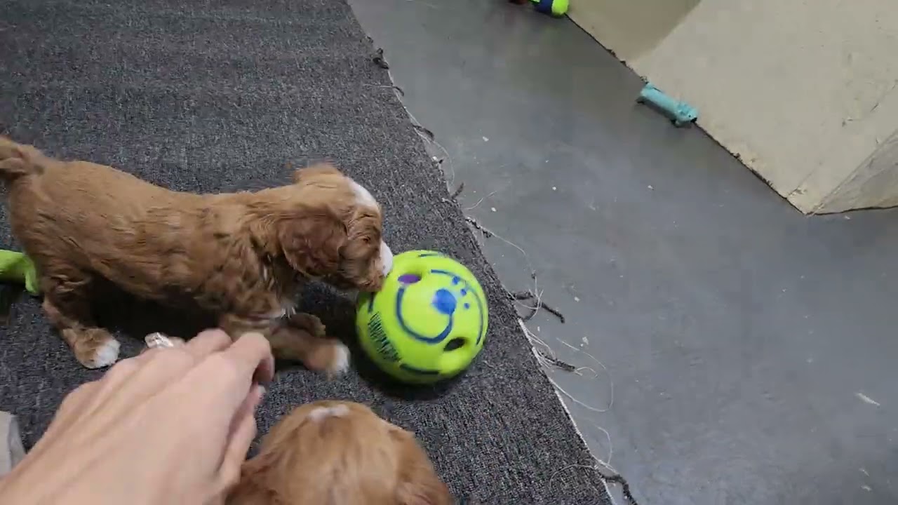 Nora & Rufus-5 weeks old