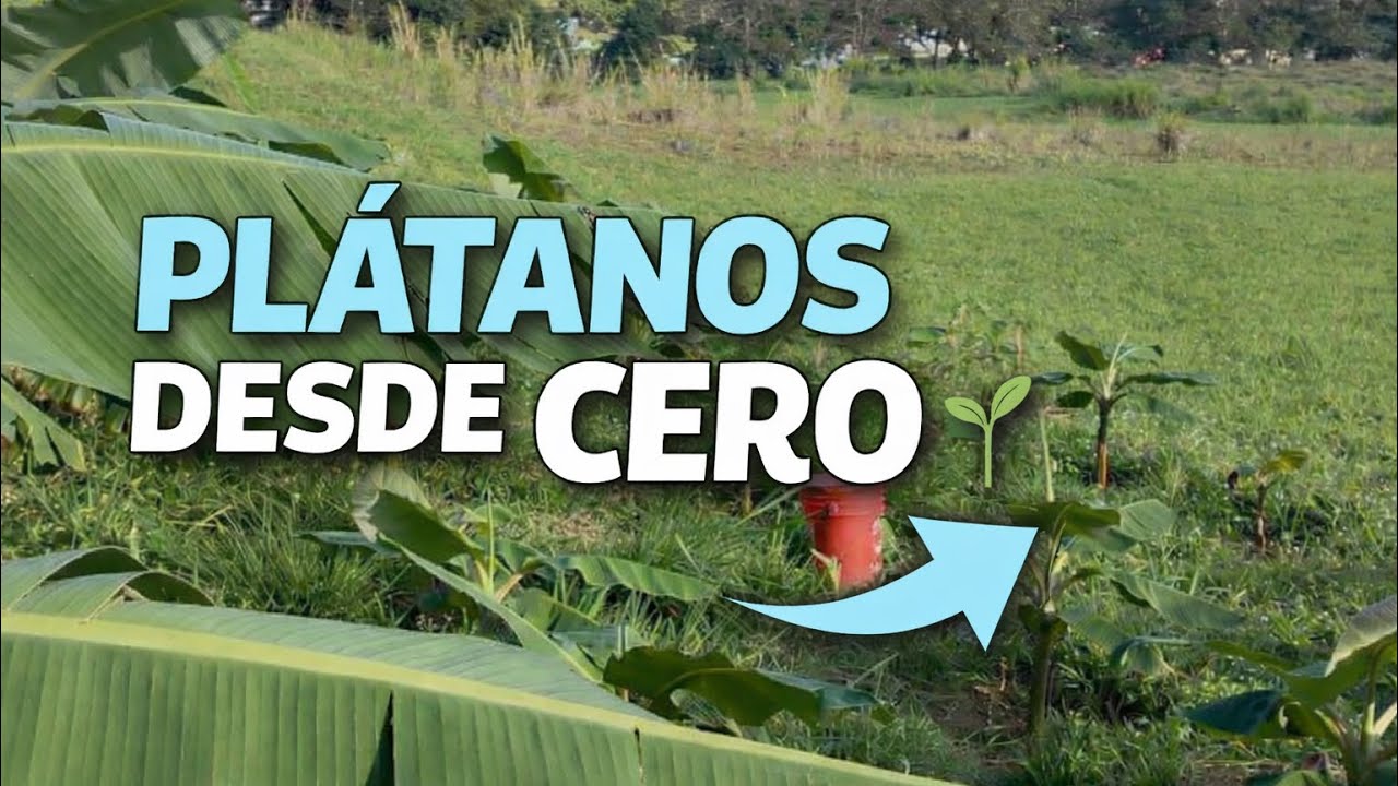 Cómo empecé a sembrar plátanos desde cero y todo lo que aprendí 🌱💪🏽 ¡Mi experiencia real!✅