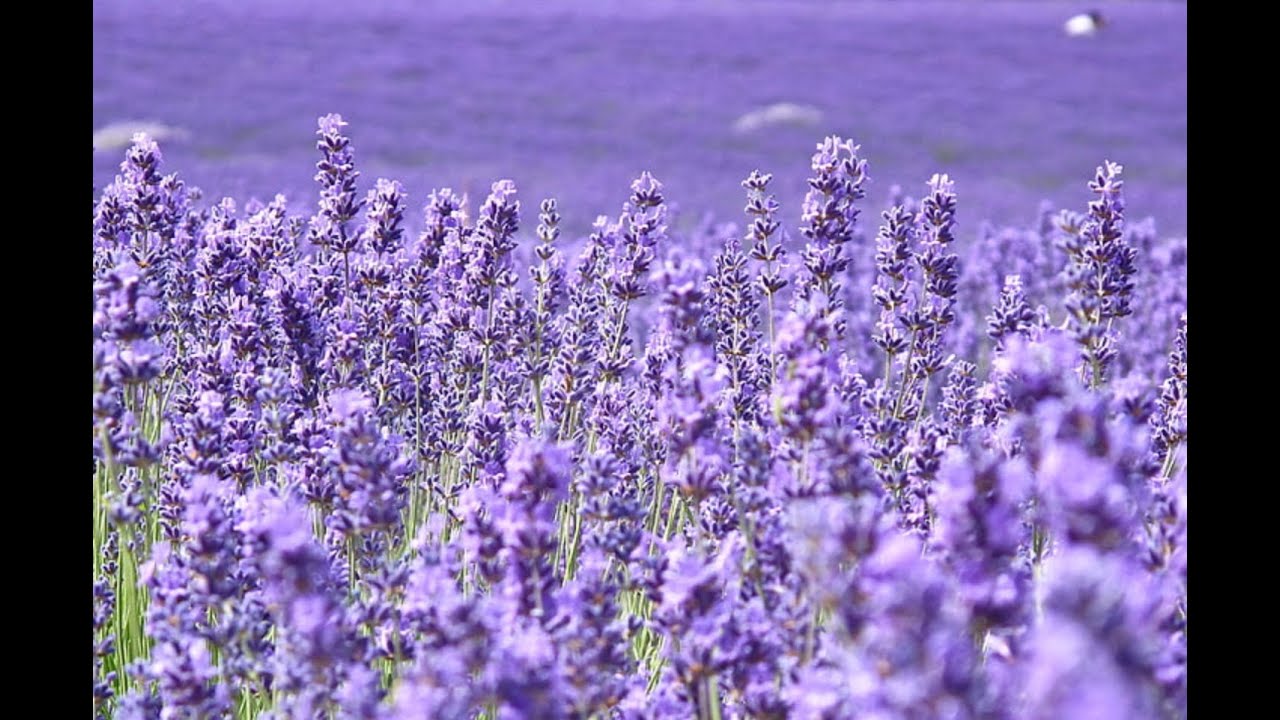 Edward MacDowell:  With Sweet Lavender Op  62, No  4      Clark Bryan, piano