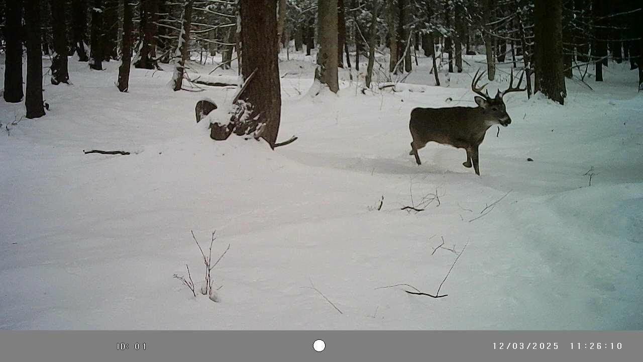 December 2025 Trail Cam Videos