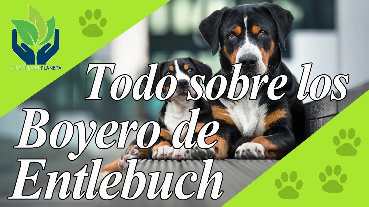 Boyero de Entlebuch: carácter, educación, pastoreo...