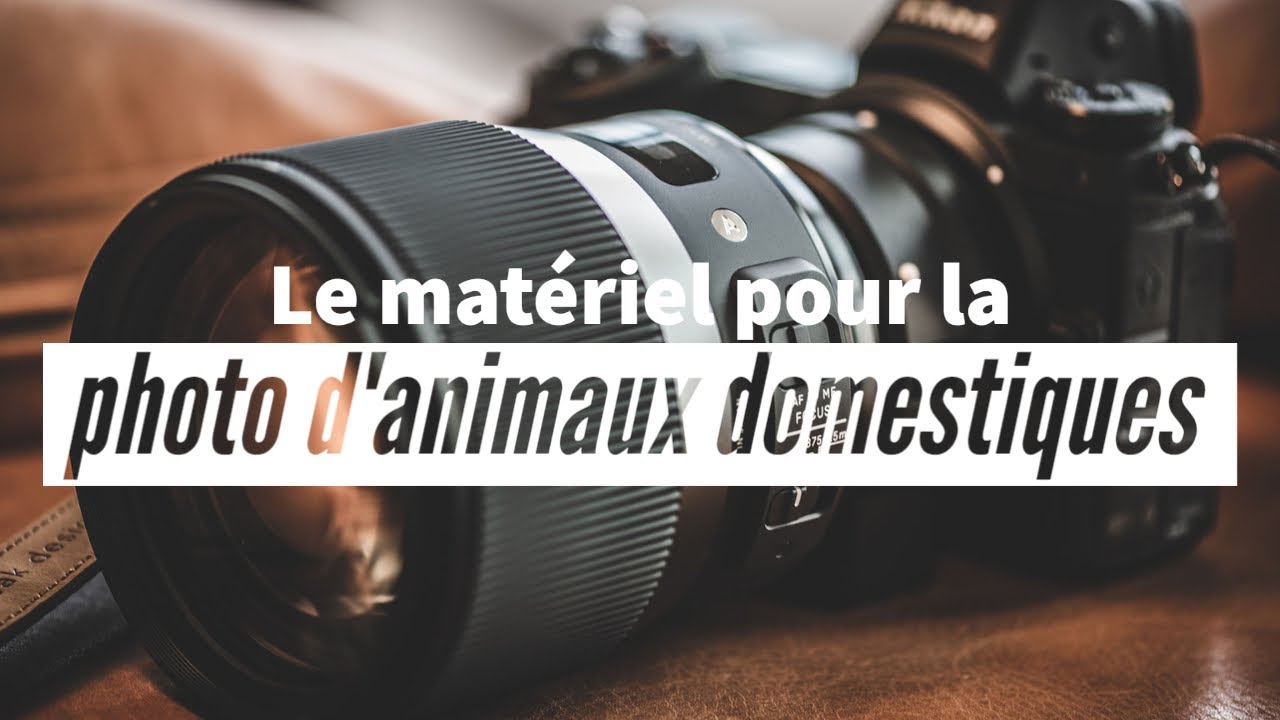 Comment choisir son matériel pour la photo d'animaux domestiques ?