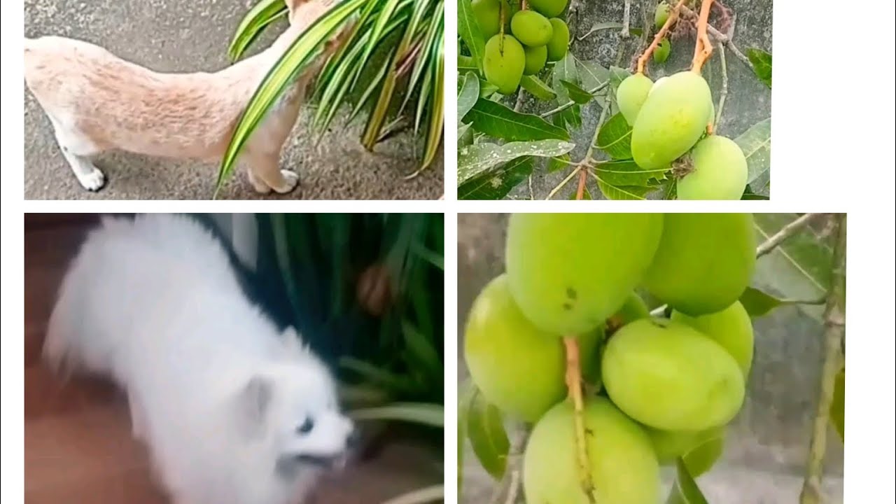 വീട്ടുപരിസരത്തെ കുഞ്ഞു കാഴ്ചകൾ 💚❤️💚