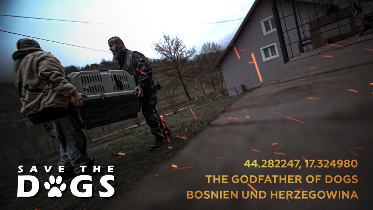 Wir haben einen Goldie und ein Straßenhund gerettet!